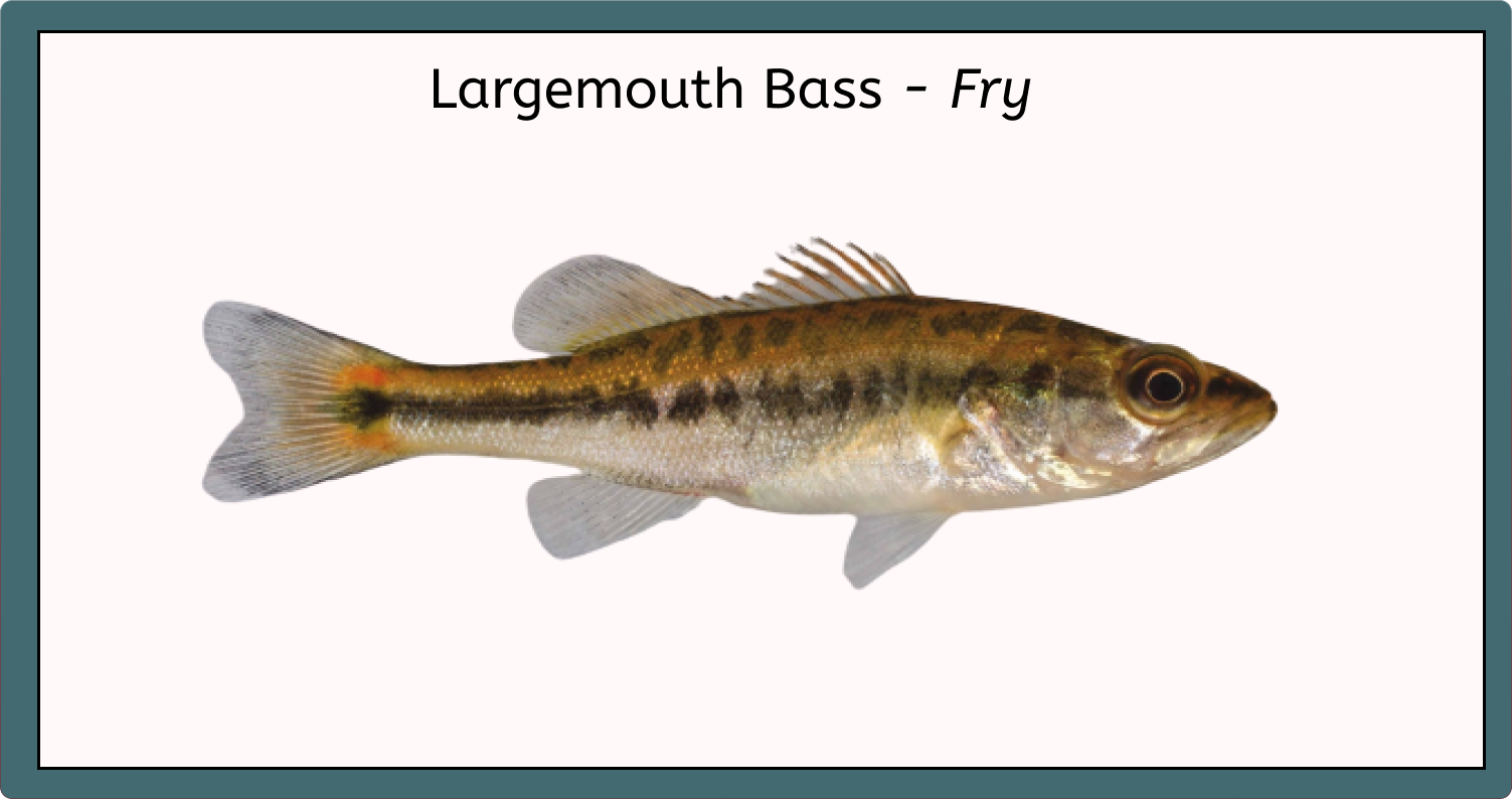 Largemouth Bass - Fry